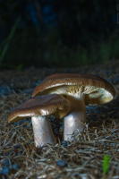 - Вон, те самые грибочки