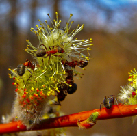 Муравьи за работой