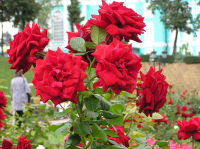 Храм Христа Спасителя. Цветы