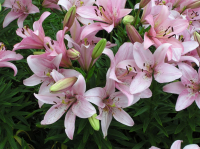 Храм Христа Спасителя. Цветы