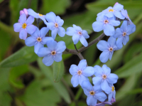 Неброские цветы Магадана