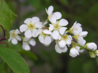 Неброские цветы Магадана