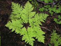 Северная звезда