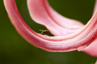 Муха-Цокотуха