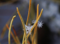 , Снежинка смелая. Какая чистая, Какая белая!
