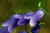 Цветочный каскад