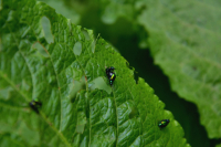 Ох и жучкииии