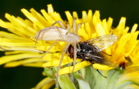 Макрохищник