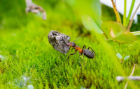 Макрокамненос