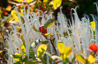 макрозагогулинки