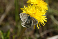 тараксакум Tamron 18-200