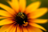 макрокольца в деле