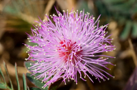 цветёт кактус