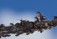 Муравьиное пастбище тли