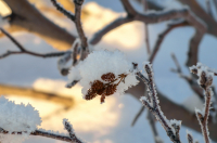 иней на шишках