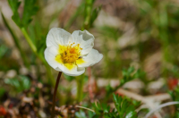 сиверсия малая