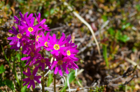 примула клинолистная