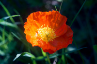 опиум полезен при кашлях