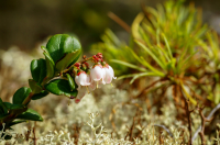 Брусничка цветёт