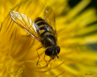 "полосатый Мух"