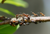 Макропастбище ))