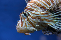 Морской дракончик