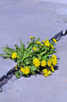 Жажда жизни