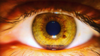 eye
