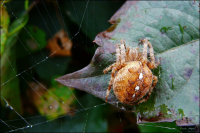 лохматые лапки