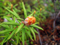 Магаданский ананас