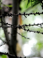 колючая проволока