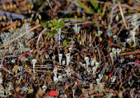 волшебный лес