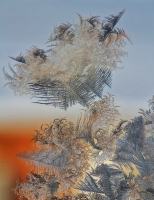 немного о зимних цветах