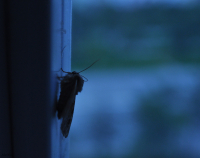 сумеречный гость