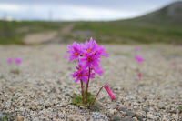 Одинокий красавец