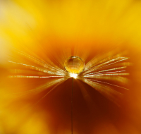 Роса на одуванчике