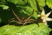 Эти глаза напротив...