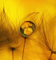 Одуван в одуване