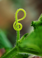 Музыкальный