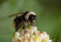 Мохнатенький