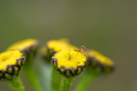 Вдруг откуда не возьмись...