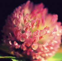 Этот дикий цветок...