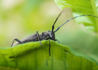 Макромонстр