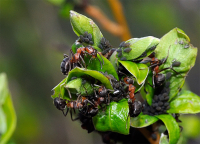 Муравьи и тля