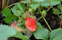 Дачный урожай