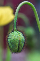 Цветик-семицветик