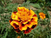 какой-то цветок