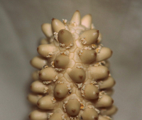 Груди Спатифиллума