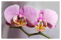 Пара навеки...