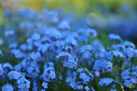 незабываемые